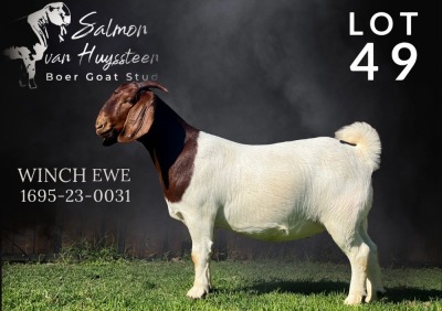 1X BOERGOAT COMMERCIAL COLOR DOE SALMON VAN HUYSSTEEN