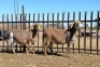 LOT 9A HOT 18 0092 - &nbsp;&nbsp; BADEVEEN TRUST