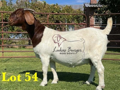 1X BOERGOAT STUD SP DOE LUKAS BURGER BOERBOKSTOET