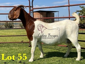 1X BOERGOAT STUD SP DOE LUKAS BURGER BOERBOKSTOET