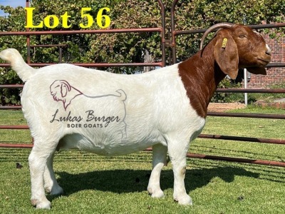 1X BOERGOAT STUD SP DOE LUKAS BURGER BOERBOKSTOET