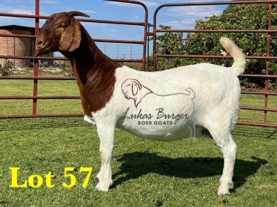 1X BOERGOAT COMMERCIAL SP DOE LUKAS BURGER BOERBOKSTOET