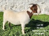 1X BOERGOAT STUD DOE TEKOA BOERBOKSTOET