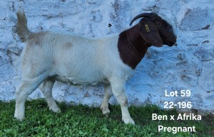 1X BOERGOAT STUD DOE TEKOA BOERBOKSTOET