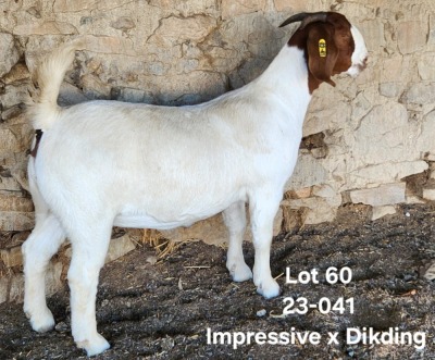 1X BOERGOAT COMMERCIAL TEAT DOE TEKOA BOERBOKSTOET