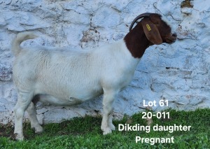 1X BOERGOAT STUD DOE TEKOA BOERBOKSTOET