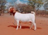 1X BOERGOAT STUD DOE VOORBOK