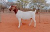 1X BOERGOAT COMMERCIAL TEAT DOE VOORBOK