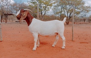 1X BOERGOAT COMMERCIAL TEAT DOE VOORBOK