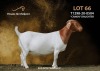 1X BOERGOAT STUD DOE PASSANO BOERDERY