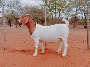 1X BOERGOAT COMMERCIAL DOE VOORBOK