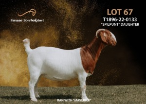 1X BOERGOAT COMMERCIAL COLOR DOE PASSANO BOERDERY