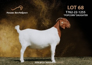 1X BOERGOAT COMMERCIAL DOE PASSANO BOERDERY