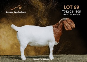 1X BOERGOAT COMMERCIAL DOE PASSANO BOERDERY