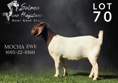 1X BOERGOAT COMMERCIAL DOE SALMON VAN HUYSSTEEN