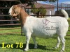 1X BOERGOAT STUD SP DOE LUKAS BURGER BOERBOKSTOET