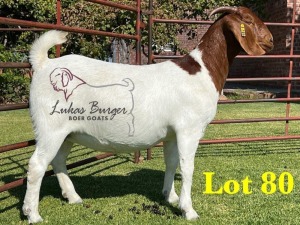 1X BOERGOAT COMMERCIAL COLOR & TEAT SP DOE LUKAS BURGER BOERBOKSTOET