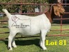 1X BOERGOAT COMMERCIAL SP DOE LUKAS BURGER BOERBOKSTOET