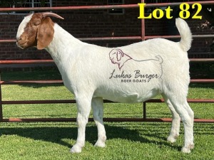 1X BOERGOAT COMMERCIAL SP DOE LUKAS BURGER BOERBOKSTOET