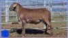 LOT 21 X 1 RAM COLLETT FARMING KUDDE - 2