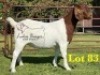 1X BOERGOAT STUD SP DOE LUKAS BURGER BOERBOKSTOET