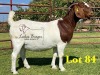 1X BOERGOAT COMMERCIAL TEAT SP DOE LUKAS BURGER BOERBOKSTOET