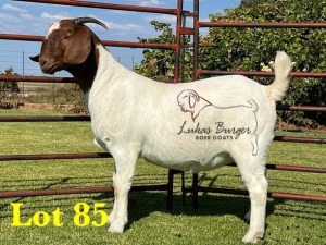 1X BOERGOAT COMMERCIAL SP DOE LUKAS BURGER BOERBOKSTOET