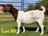 1X BOERGOAT COMMERCIAL SP DOE LUKAS BURGER BOERBOKSTOET