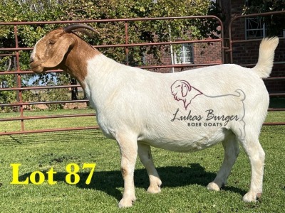 1X BOERGOAT STUD SP DOE LUKAS BURGER BOERBOKSTOET