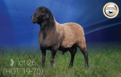 LOT 26 X 1 RAM BADEVEEN TRUST KUDDE