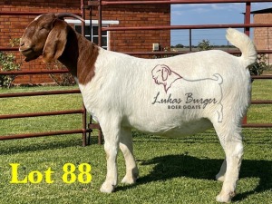 1X BOERGOAT COMMERCIAL COLOR SP DOE LUKAS BURGER BOERBOKSTOET