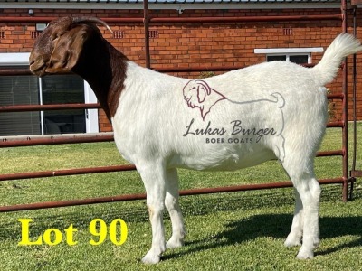 1X BOERGOAT COMMERCIAL STUD SP DOE LUKAS BURGER BOERBOKSTOET