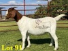 1X BOERGOAT COMMERCIAL SP DOE LUKAS BURGER BOERBOKSTOET