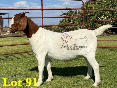 1X BOERGOAT COMMERCIAL SP DOE LUKAS BURGER BOERBOKSTOET