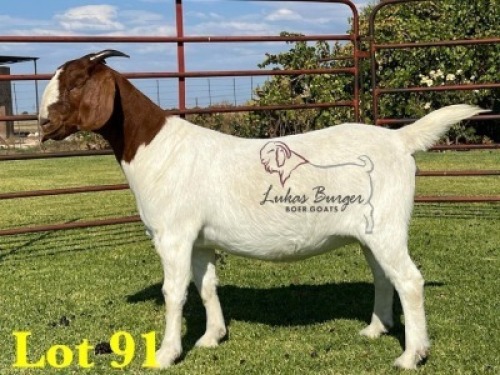 1X BOERGOAT COMMERCIAL SP DOE LUKAS BURGER BOERBOKSTOET