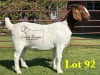 1X BOERGOAT COMMERCIAL COLOR SP DOE LUKAS BURGER BOERBOKSTOET