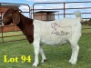 1X BOERGOAT COMMERCIAL SP DOE LUKAS BURGER BOERBOKSTOET