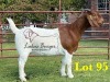 1X BOERGOAT COMMERCIAL SP DOE LUKAS BURGER BOERBOKSTOET