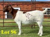 1X BOERGOAT COMMERCIAL COLOR SP DOE LUKAS BURGER BOERBOKSTOET