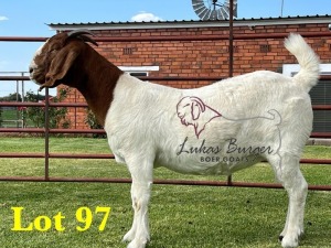 1X BOERGOAT COMMERCIAL TEAT SP DOE LUKAS BURGER BOERBOKSTOET