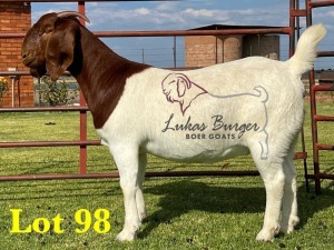 1X BOERGOAT COMMERCIAL TEAT SP DOE LUKAS BURGER BOERBOKSTOET