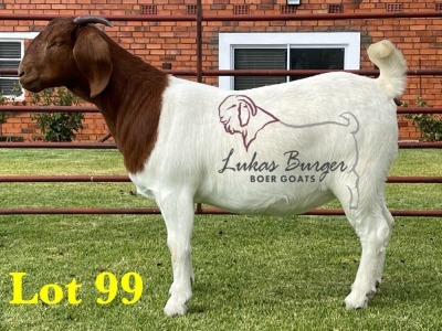 1X BOERGOAT COMMERCIAL COLOR SP DOE LUKAS BURGER BOERBOKSTOET