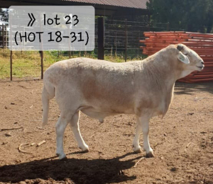 LOT 23 X 1 RAM BADEVEEN TRUST KUDDE