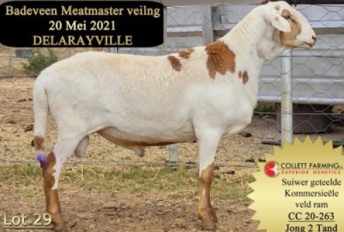 LOT 29 X 1 RAM COLLETT FARMING KUDDE