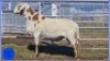 LOT 29 X 1 RAM COLLETT FARMING KUDDE - 2