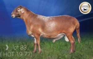 LOT 33 X 1 RAM BADEVEEN TRUST KUDDE