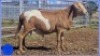 LOT 35 X 1 RAM COLLETT FARMING KUDDE - 2