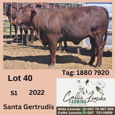 1X SANTA GERTRUDIS HEIFER CALLIE LEMCKE