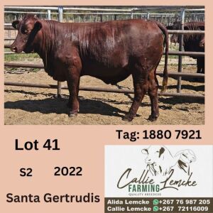 1X SANTA GERTRUDIS HEIFER CALLIE LEMCKE