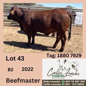 1X BEEFMASTER HEIFER CALLIE LEMCKE